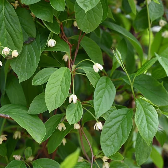Schisandra