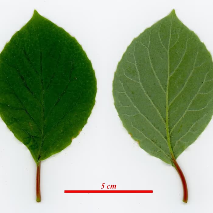 Schisandra