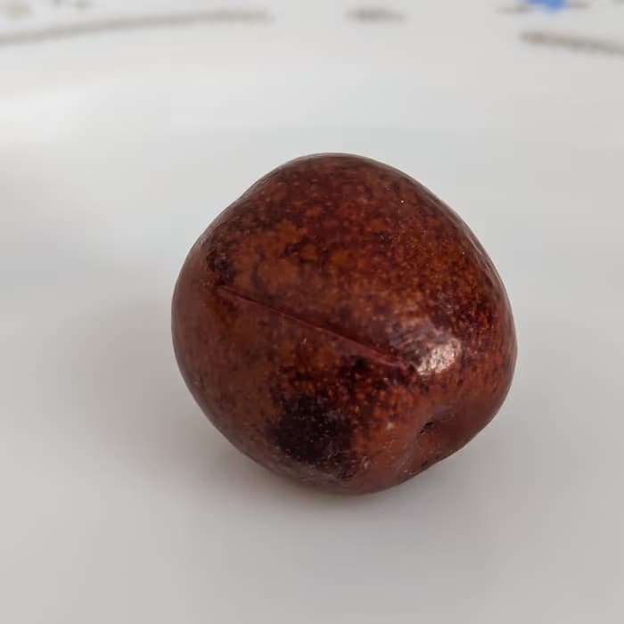 Semilla de azufaifo espinoso