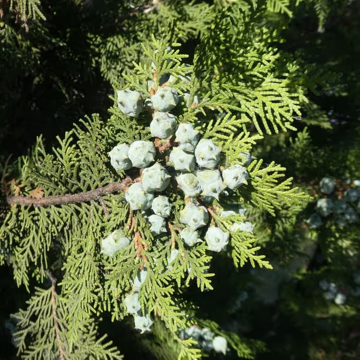 Semilla de biota (tuya oriental)