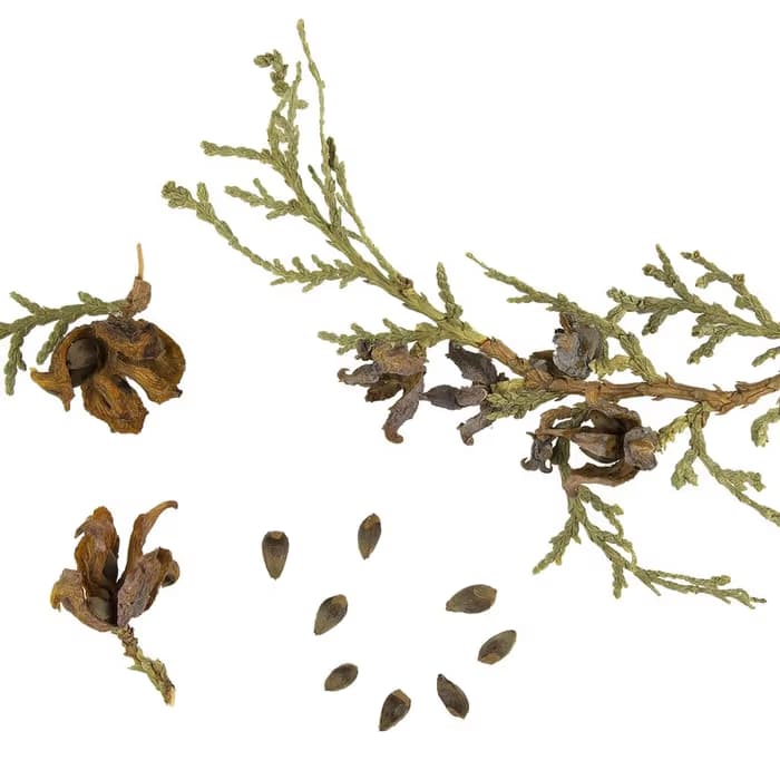 Semilla de biota (tuya oriental)