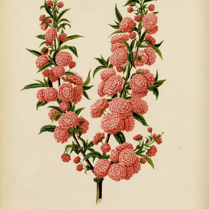 Semilla de ciruelo japonés