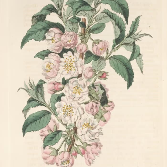 Semilla de ciruelo japonés