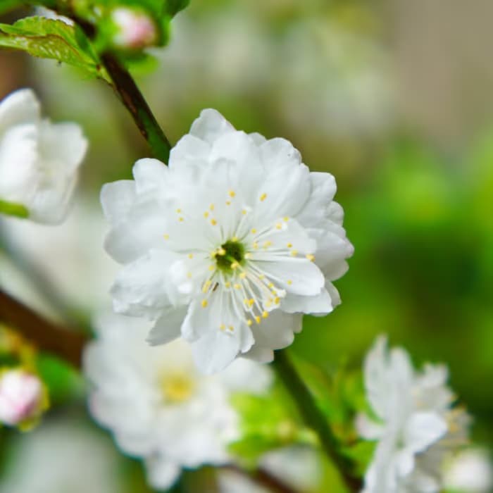 Semilla de ciruelo japonés