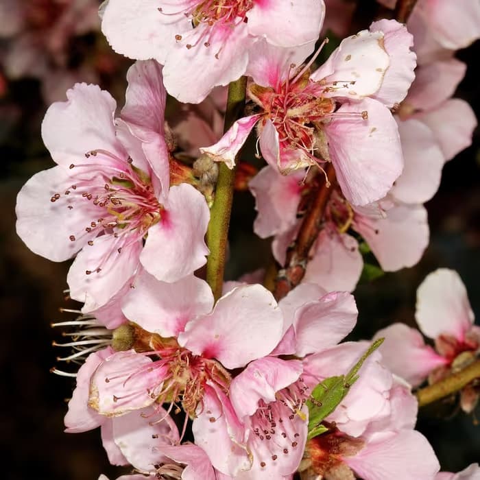 Semilla de melocotón