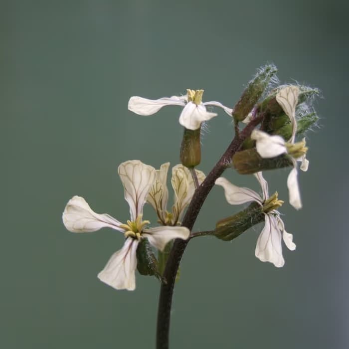 Semilla de rábano