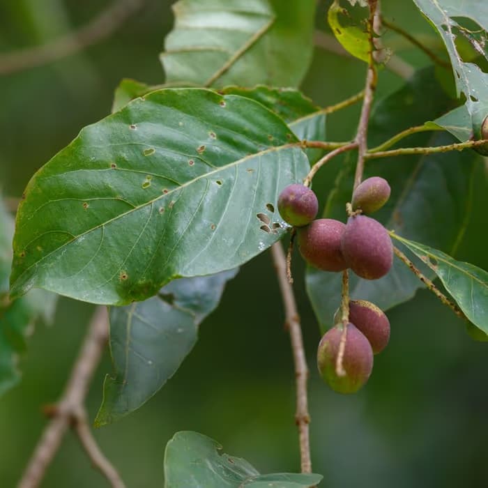 Terminalia (mirobálano negro)