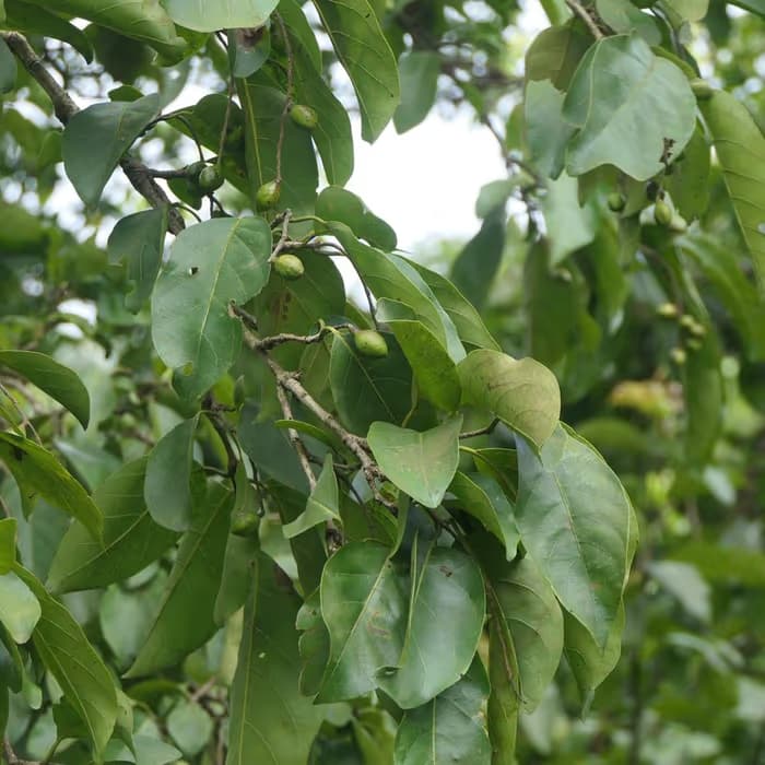Terminalia (mirobálano negro)