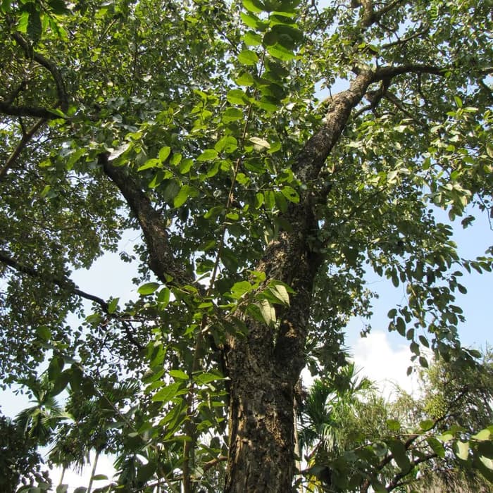 Terminalia (mirobálano negro)