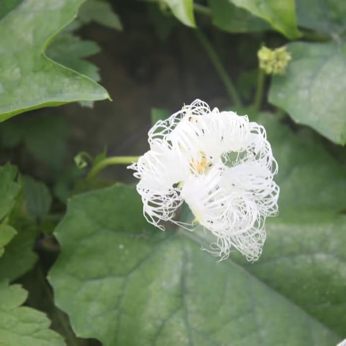 Trichosanthes