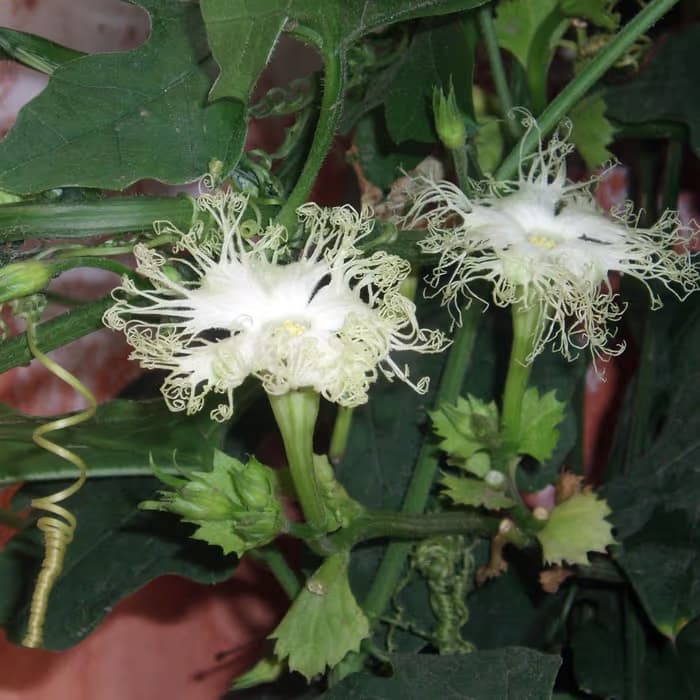 Trichosanthes