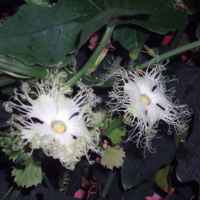 Trichosanthes