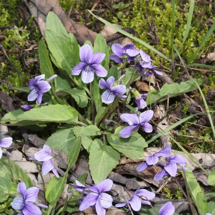 Violeta china