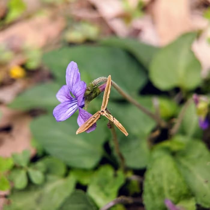 Violeta china
