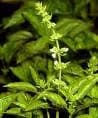 Albahaca