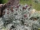 Alcachofa Hoja de