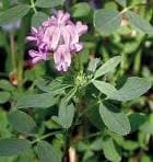 Alfalfa
