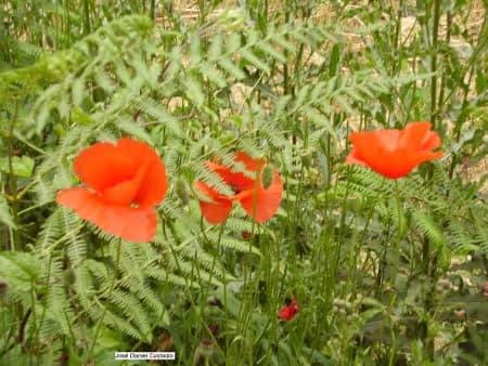 Amapola