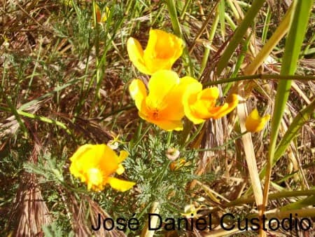 Amapola de California