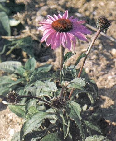 Echinacea Raiz de