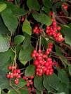 Eschisandra