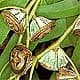 Eucaliptus Hoja de
