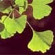 Ginkgo