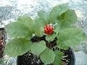 Ginseng Americano