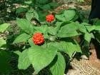 Ginseng Coreano