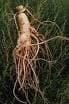 Ginseng Coreano