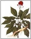 Ginseng Coreano