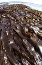 Kelp