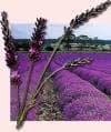 Lavanda Flor de