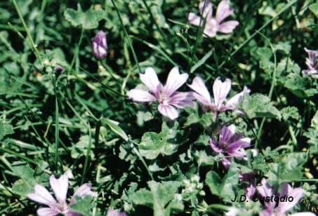 Malva