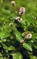 Menta Hoja de