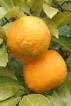 Naranja Amarga