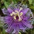 Pasiflora