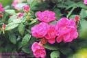 Rosal