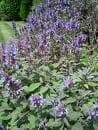 Salvia