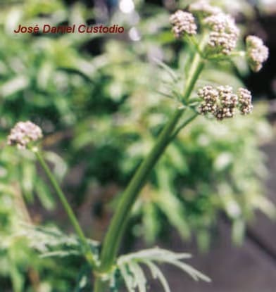 Valeriana