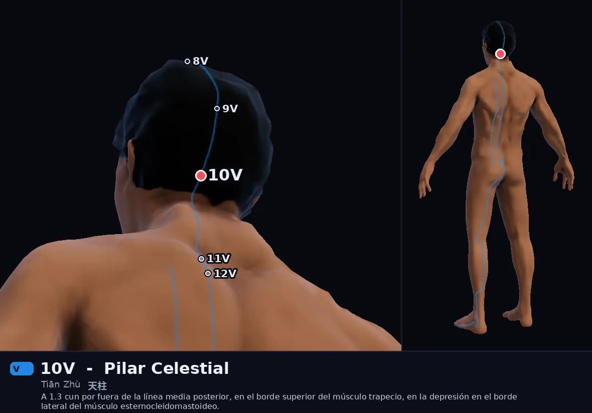 Localización del punto 10V, Pilar Celestial