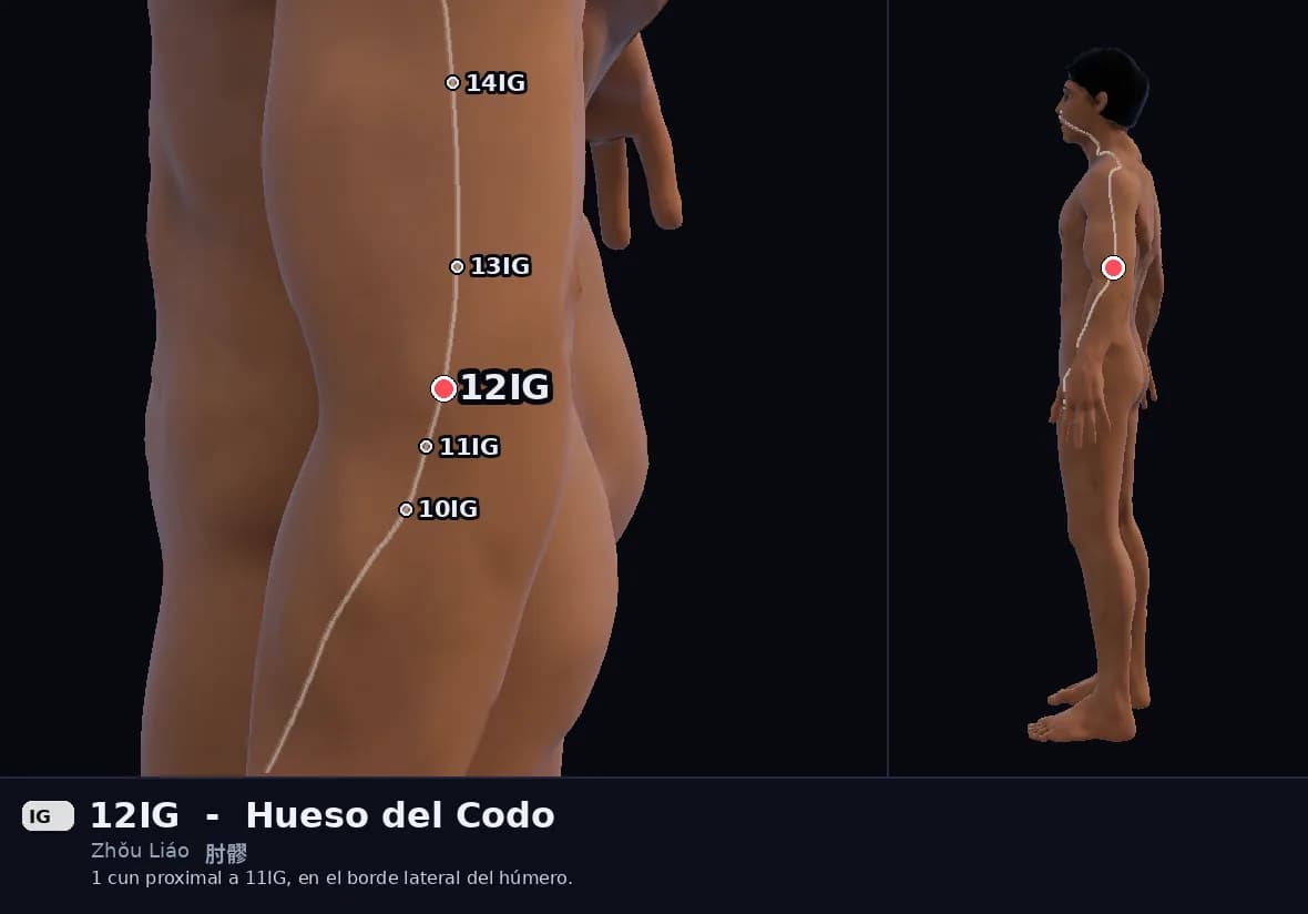 Localización del punto 12IG, Hueso del Codo