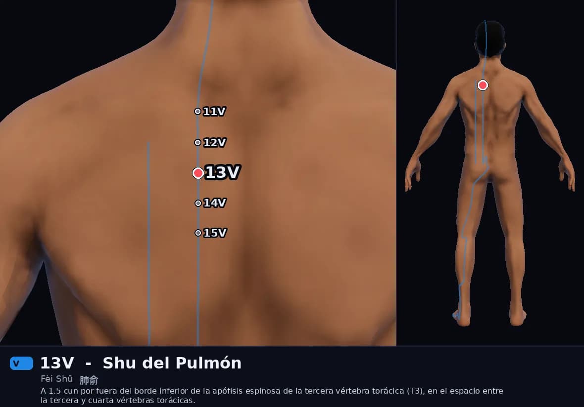 Localización del punto 13V, Shu del Pulmón
