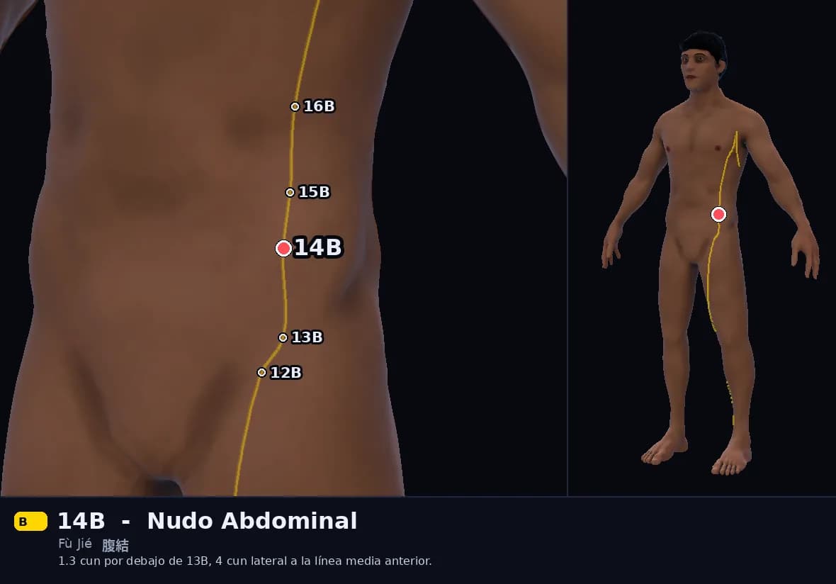 Localización del punto 14B, Nudo Abdominal