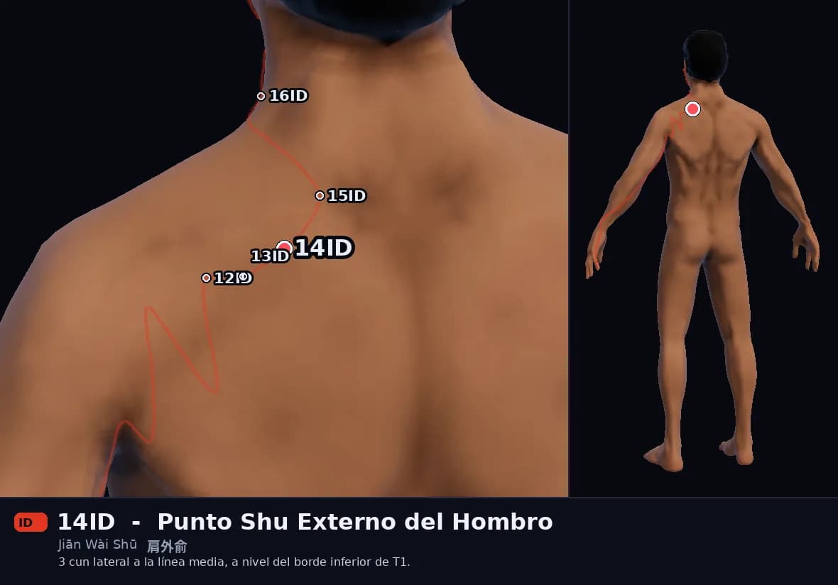 Localización del punto 14ID, Punto Shu Externo del Hombro