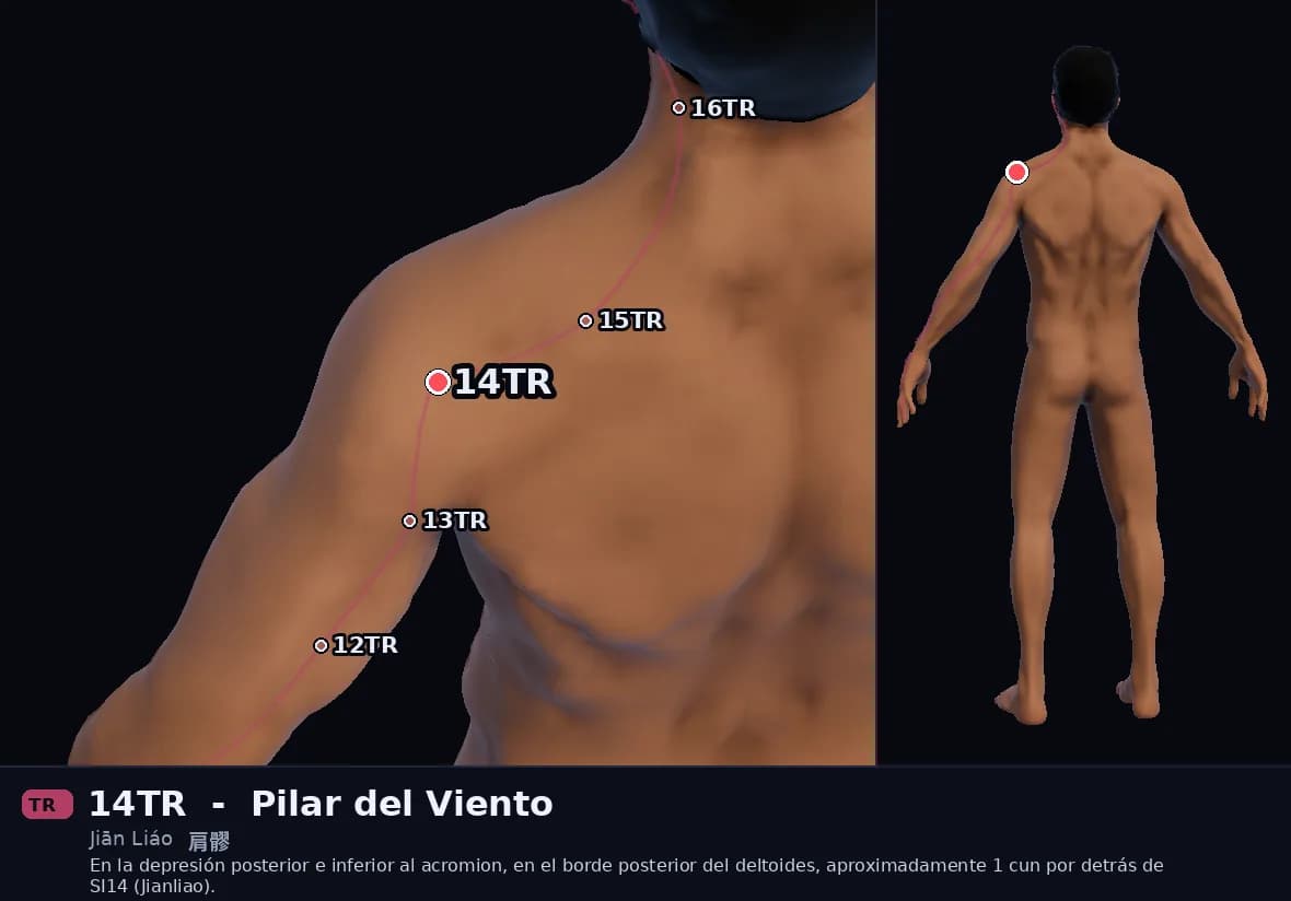 Localización del punto 14TR, Hendidura del Hombro