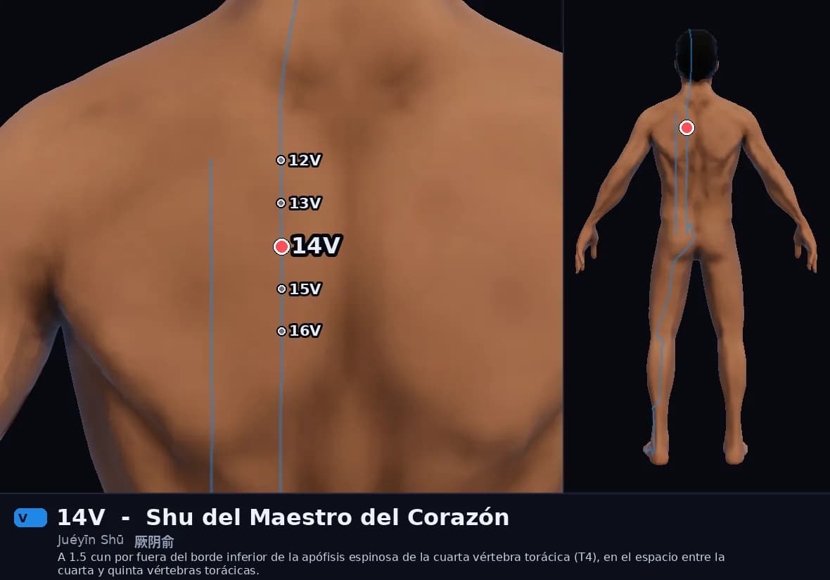 Localización del punto 14V, Shu del Maestro del Corazón