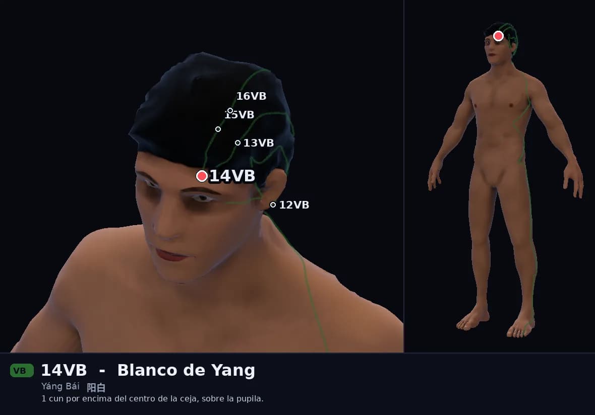 Localización del punto 14VB, Blanco de Yang