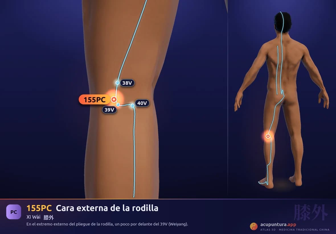 Localización del punto 155PC, Cara externa de la rodilla