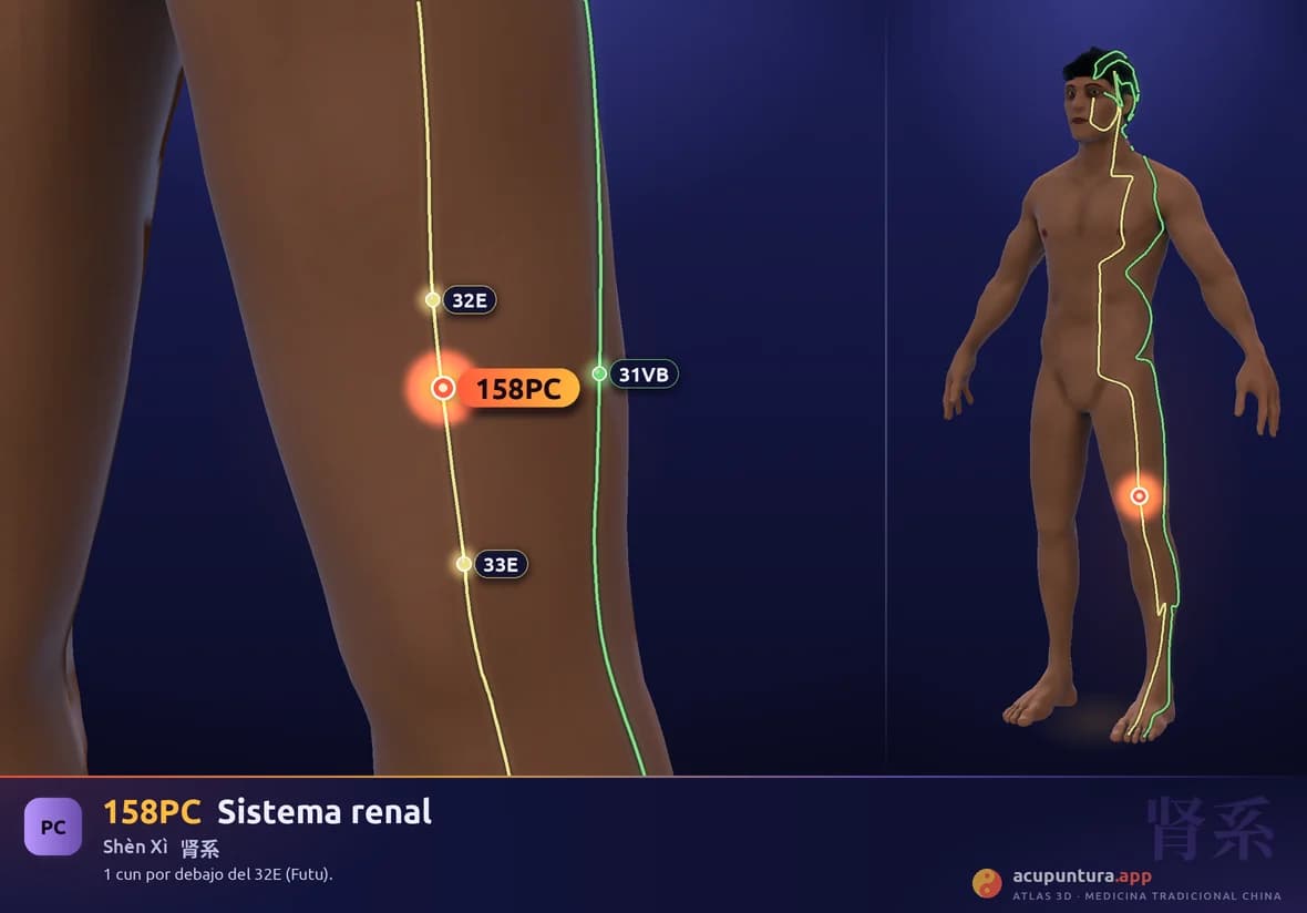 Localización del punto 158PC, Sistema renal